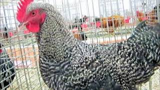 Marans coucou argenté Expo Avicole Strasbourg 2017 [upl. by Silvers650]