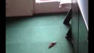 Jerboa Jumping and Running Very Fast  Crazy Animal  Super Fast Jerboa  Pokemon [upl. by Ynaffat]