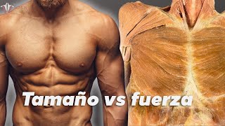 Fuerza vs hipertrofia la ciencia detrás del desarrollo muscular [upl. by Brooks]