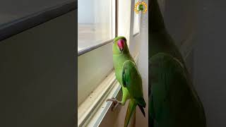 Parrot playing Peekabooshorts [upl. by Christoph112]