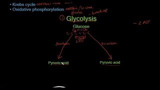 Grade 11 Life Sciences Cellular Respiration [upl. by Allegra]