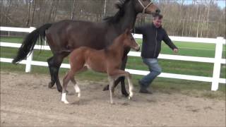 wwwreitschulesandbrinkde foal FLAMBEAU  DON DIAMOND Dressage [upl. by Web]