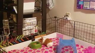 Guinea Pig Jumps Out of CampC Cage [upl. by Annoyk]