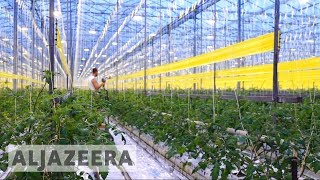 Dutch scientists close to breakthrough method of growing crops in deserts [upl. by Kovacev274]