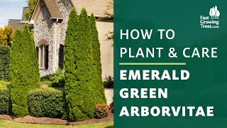 Emerald Green Arborvitae Tree  How to Plant amp Care [upl. by Maddox]