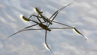 Water strider  walking on water [upl. by Yuh]