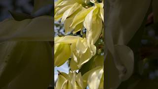 💫Yucca Gigantea in Bloom💫 flower yukka flowers plants garden green nature love beauty [upl. by Marilin273]