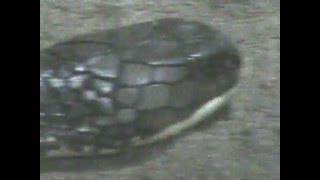 PUNE ZOO PUNE SNAKE PARK  KING COBRA SNAKE [upl. by Chasse]