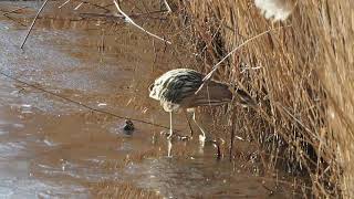 A Bittern at Minsmere [upl. by Haldeman]