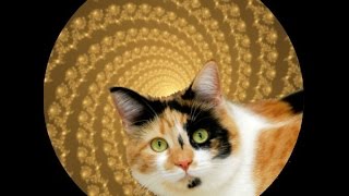 Cat Transformation Hypnosis No wakeup [upl. by Kristan]