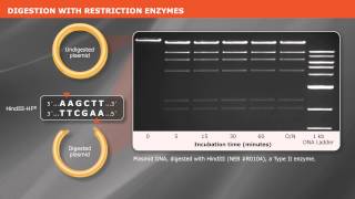 Cloning With Restriction Enzymes [upl. by Darnoc]