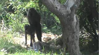 Baboon female seeks protection [upl. by Regazzi]