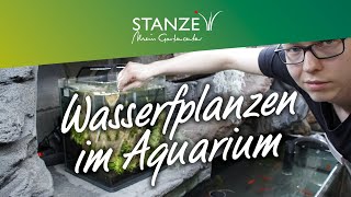 Wasserpflanzen in Aquarium einsetzen  HowTo [upl. by Thaine]