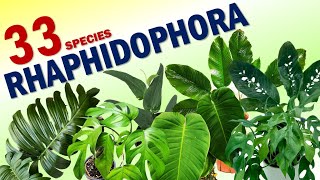 33 RHAPHIDOPHORA SPECIES  HERB STORIES [upl. by Roseann972]