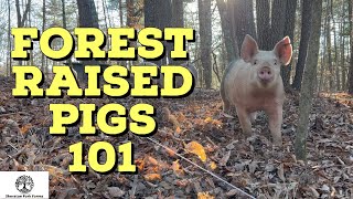 Raising Pigs In The Woods  Beginners Guide To Forest Raised Pork [upl. by Tedman]