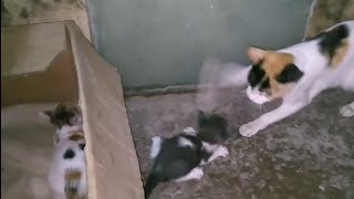 Mother Cat Rejected Her Own Kittens And Ran Away [upl. by Fitalludba]