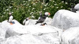 The Call of the Puffins [upl. by Michigan]