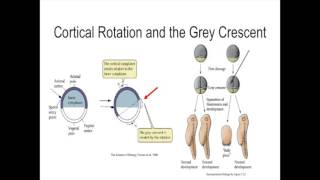 Cortical Rotation and Dorsalization of Xenopus Embryo [upl. by Sammy]