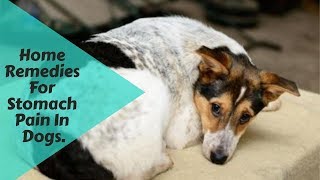 Home Remedies For Stomach Pain In Dogs [upl. by Ellehcin]