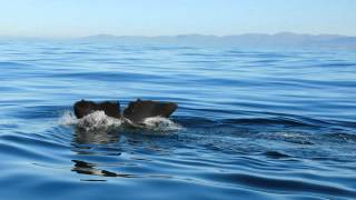 Manu amp Tiaki  Sperm Whales of Kaikoura [upl. by Henricks410]