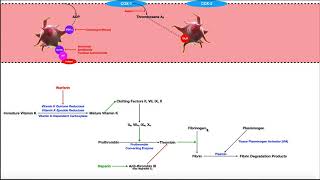 Pharmacology of the Clotting Coagulation Cascade [upl. by Shurwood]