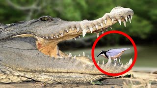 Tiny Bird DARES to Clean Deadly Crocs Teeth [upl. by Atiran]