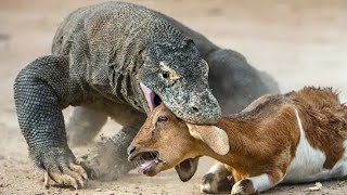 5 Shocking Komodo Dragon Hunting Skills That You Didnt Know [upl. by Fayola714]