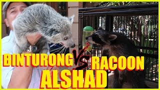 BINTURONG VS RACOON NYA ALSHAD [upl. by Wrench]