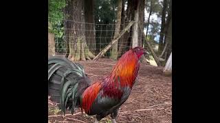 Black Mcrae gamefowl gamefarm [upl. by Nosnarb541]