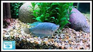 Gourami Care  The Good  The Bad and The Beautiful [upl. by Otes18]