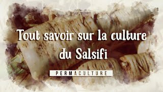 Tout savoir sur la culture du salsifis permaculture legumesanciens [upl. by Artur934]