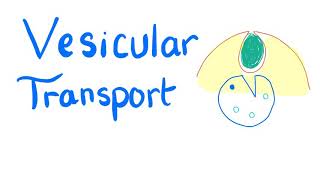 Vesicular Transport  Endocytosis and Exocytosis  Cell Physiology [upl. by Tirrag]