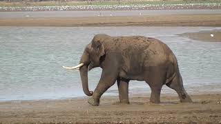 Tusker Elephant walking to the water [upl. by Natalee]