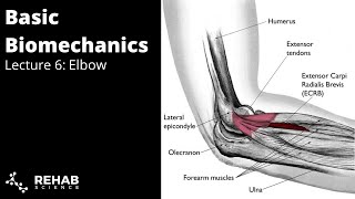 Biomechanics Lecture 6 Elbow [upl. by Longley]