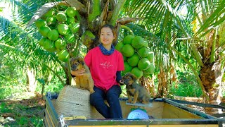 Full Video Harvesting Coconut Red Oleaster String Bean Goes To Market Sell  GardeningDaily Life [upl. by Wenona]