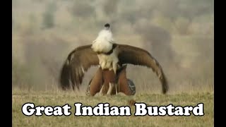 Great Indian Bustard Mating [upl. by Grimona]