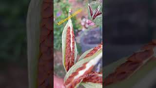 Spreading happiness for Monarchs milkweed seeds monarchs [upl. by Pinzler]