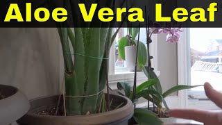 How To Cut An Aloe Vera Leaf From A PlantTutorial [upl. by Christyna]