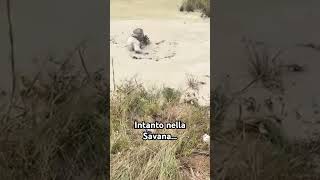 Bagni di fango nella Savana divertente fail risate humor music [upl. by Deroo]