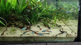 Mini Forest neon tetra feeding frenzy🍴🐠 [upl. by Adnwahsal313]