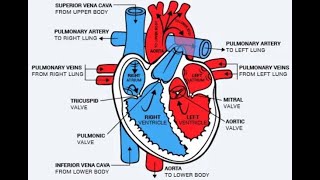 The mammalian heartBiology AS Edexcel [upl. by Keegan]