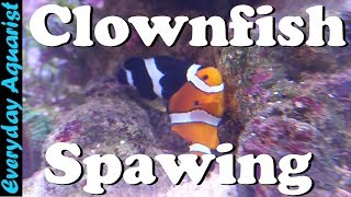 Clownfish Breeding amp Spawning in a Reef Tank [upl. by Eeleak]