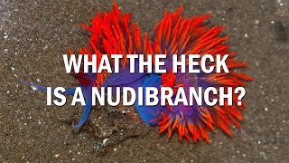 What is a Nudibranch [upl. by Mohun]