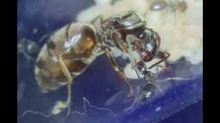 Lasius niger queen from capture to workers day by day progress [upl. by Ellierim]