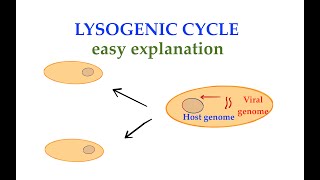 The Lysogenic cycle 3 [upl. by Ioves]