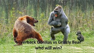 Silverback Gorillas vs Grizzly Bear  Who will Win [upl. by Ellingston]