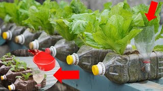 How To Grow Vegetables At Home Simple And Effective [upl. by Eleynad918]