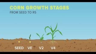 Corn Growth Stages  From Seed to R5 [upl. by Meingolda]