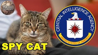 The CIA Once Trained a Cat to Be a Spy [upl. by Ltsyrk107]