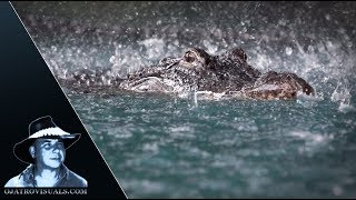 Alligator Mother Protecting Hatchlings 02 [upl. by Fishbein41]